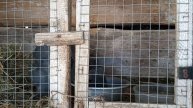 Дом у озера. Кролики прижились. 20 апреля 2025 года.