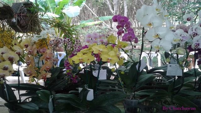 Beautiful Orchids in thailand