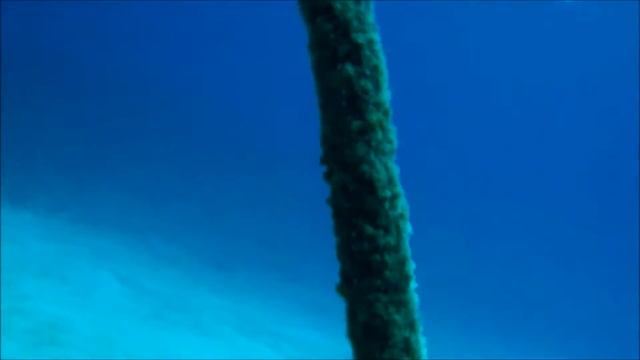 004  Anemone fish, Cornetfish, Culture coral in Okinawa 【沖縄のクマノミ・ヤガラ・養殖サンゴ】