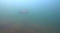 Scuba Diving in Franklin Lake, Forest County, WI