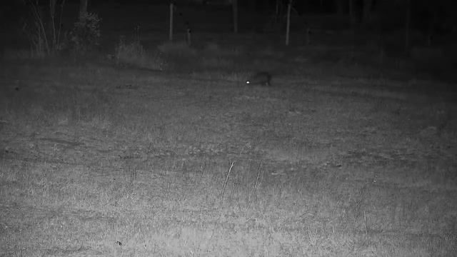 Djuma: White-tailed Mongoose - 19:30 - 08/24/21