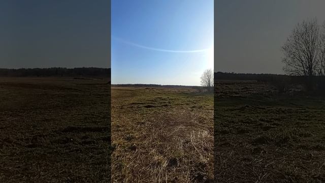 Перед открытием охоты гуси не пустили в скрадок.