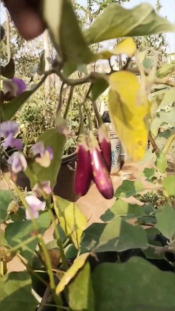 Brinjal from my terrace garden #terracegarden #brinjal #organicfarming