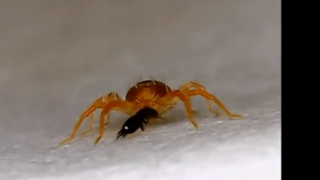 Whirligig mite (family Anystidae) eating a thrips