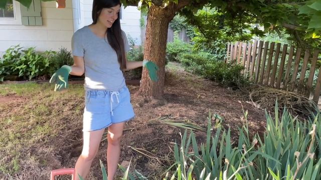How to Divide and Transplant Irises