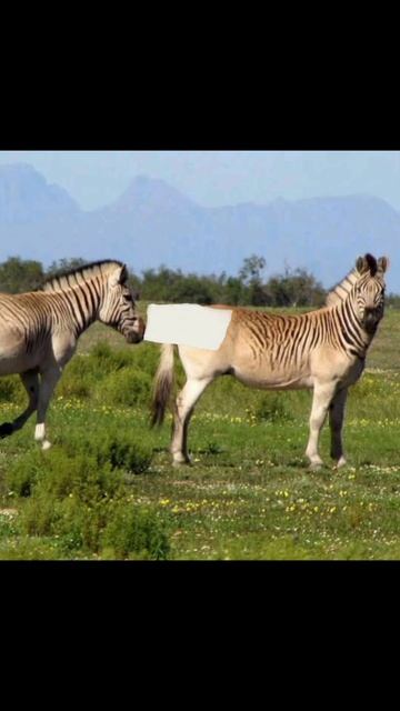 வரிகள் இல்லாத வரிக்குதிரையா? | Quagga #animals #facts #shorts