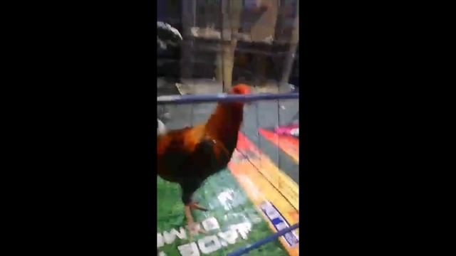 ARMAN SANTOS | 2019 WORLD GAMEFOWL EXPO