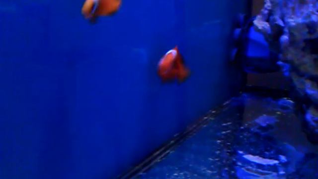 Amphiprion frenatus