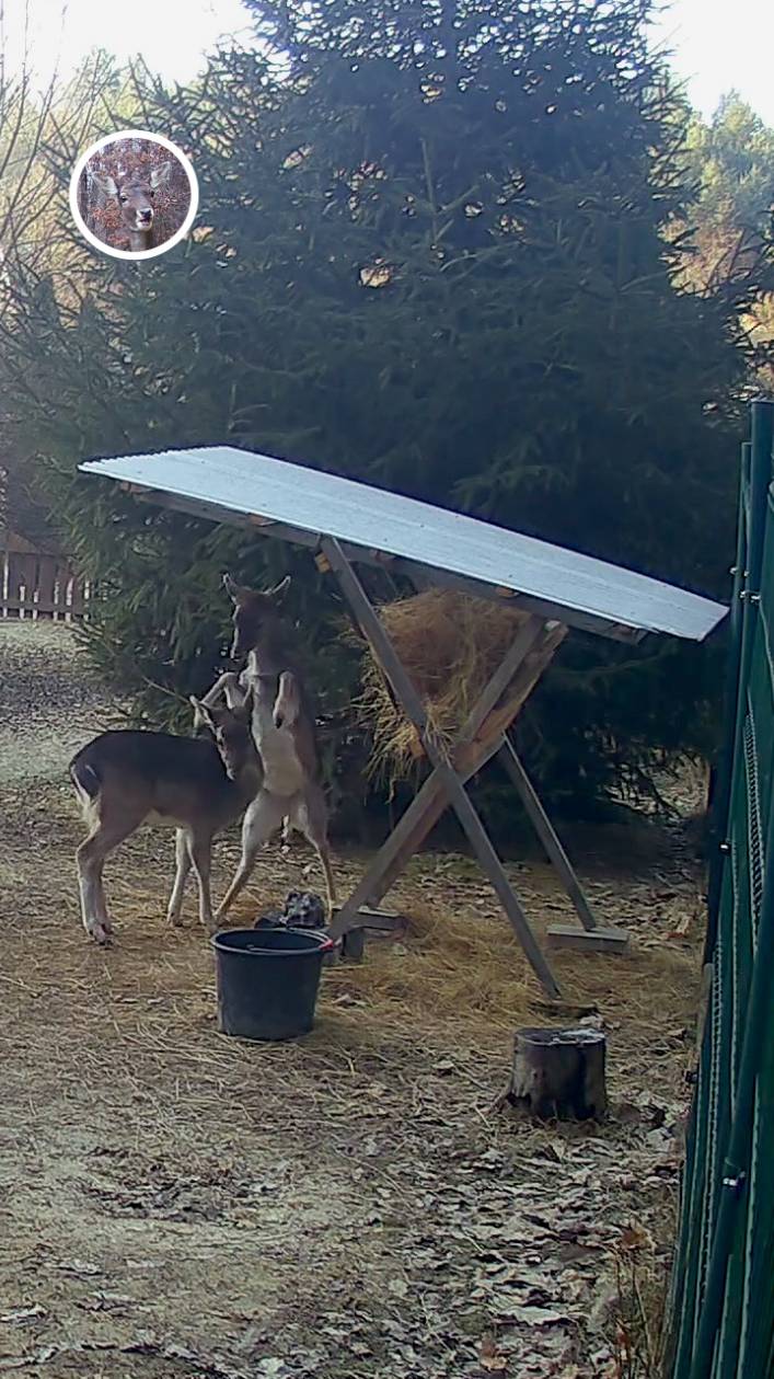 два олененка подрались, а потом один укусил другого #лань #животные #deervader