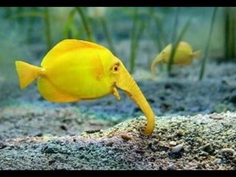 САМЫЕ РЕДКИЕ РЫБЫ МИРОВОГО ОКЕАНА