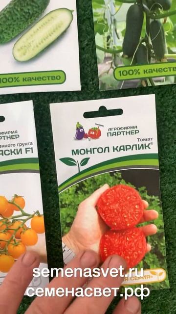 Хотите баклажан как у Андрюши, купите у Андрюши, семенасвет.рф уже Скоро☝️🚀🚀🚀🇷🇺