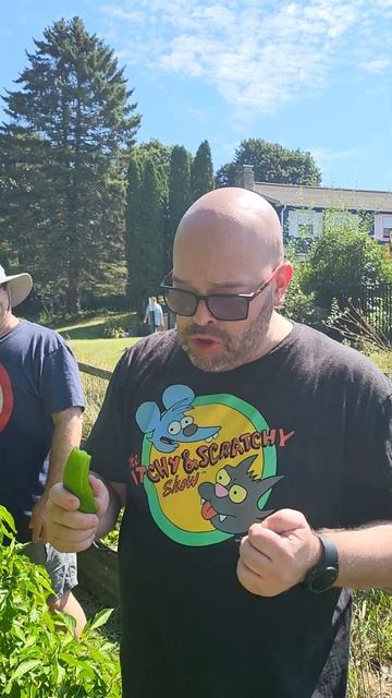 Trying a freshly picked CHILLI PEPPER from my brother's garden! 🫑🌶