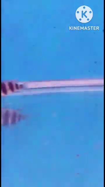 snake fish aquarium