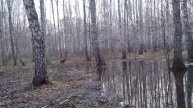 Канадский волк, гибрид с лайкой. Болото. Погоня за бурундуком, фиаско