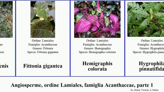 Angiosperme, ordine Lamiales, famiglia Acanthaceae, parte 1 justicia avicennia barleria ruellia