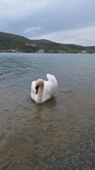 Сакура в Абрау