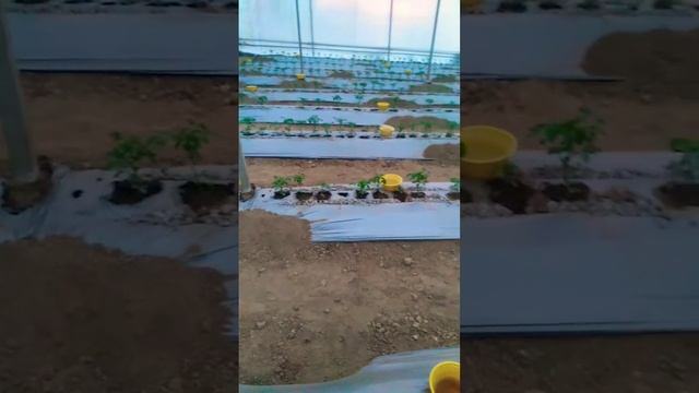Jitomate Ramses 20 días