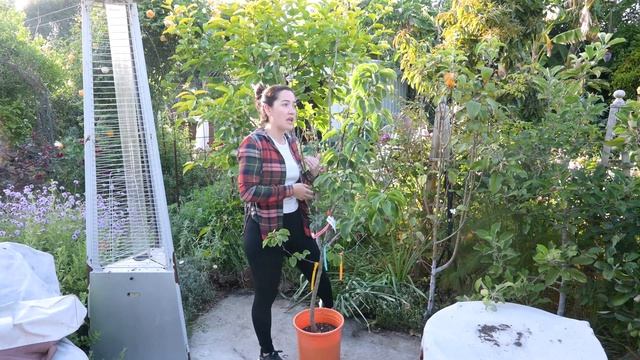 Today we are planting a Multi-Graft Asian Pear Tree and Removing an Unproductive Fruit Tree