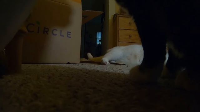 N I N J A  &  L O K I - sparring over the NiP BaLL