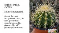 Cactus Varieties with names and informations||Pinkish Paradise
