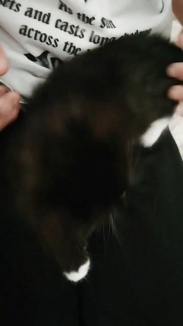 крыса котёнок
