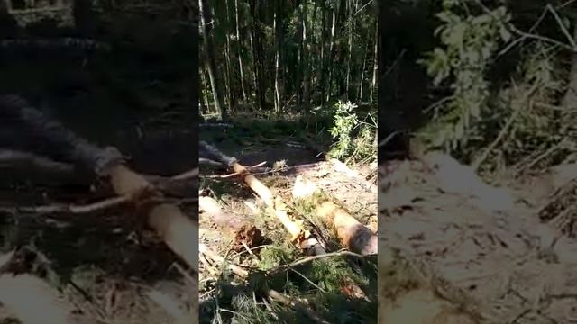 Рузское молАко выпиливает лес!