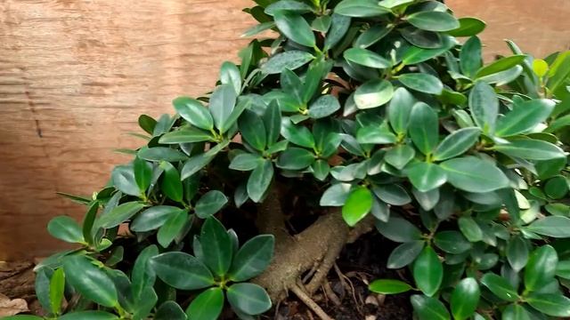 A ficus microcarpa long island Bonsai