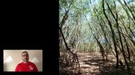Leucaena leucocephala (Leucena) - Ficha técnica