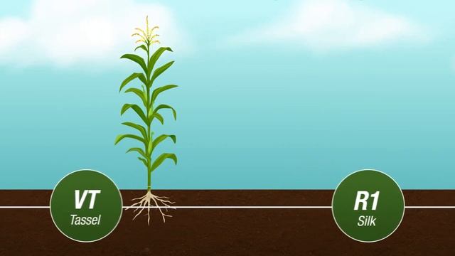 Corn Fungicide Timing