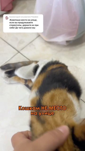 Малышка Ляля жила на улице и была здоровой кошкой, но потом компания мужчин решила ее побить! #cats