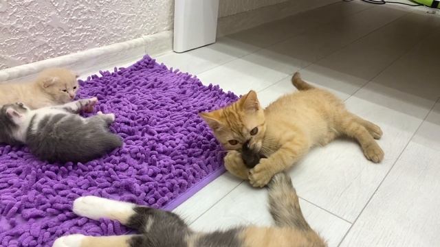 Cute little kittens awake and seeking mommy cat
