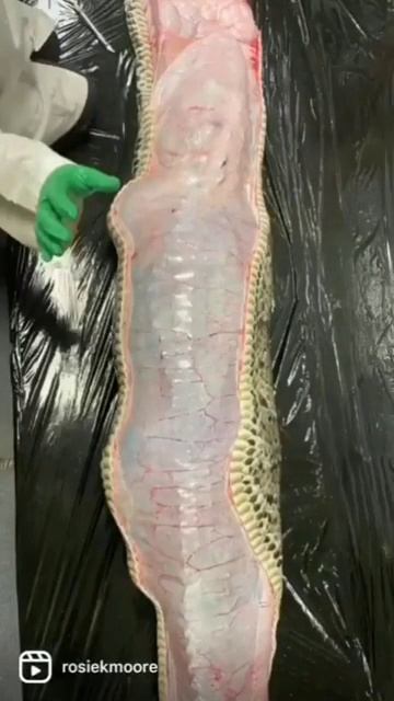 Python Vs Alligator