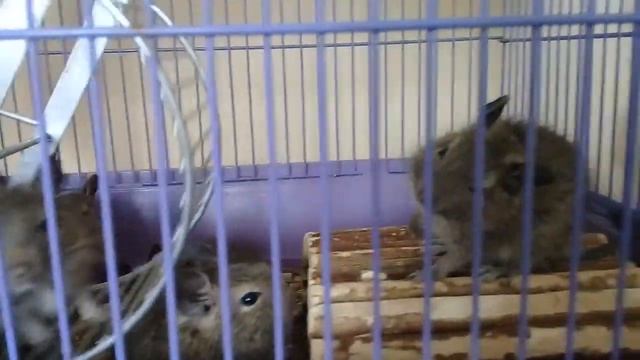 Маленькие дегусята в новой клетке...