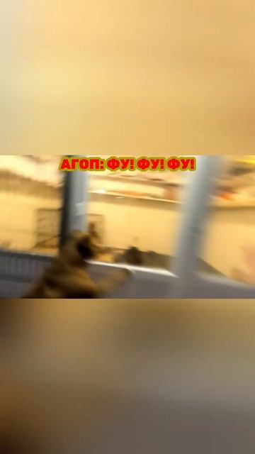 ПИТБУЛИ ДЕРУТСЯ В ВОЛЬЕРЕ! ДРАКА ПИТБУЛЕЙ! (БАГИРА И КИМИ ПОДРАЛИСЬ). 18+