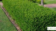 Most Commonly Used Edge Plants In India | Best Plants For Garden Edge Or Border
