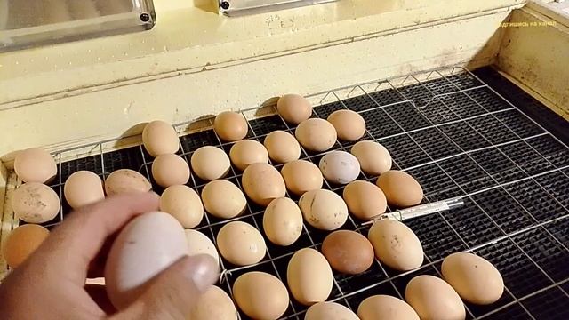 Цыплята Вылупились, но не все.
