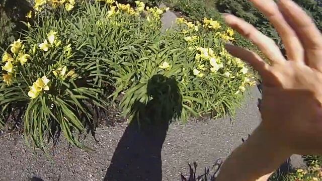 Nancy Today: Fields of daylilies at Whitehouse Perennials