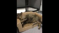 Девушка приютила и вылечила бездомную кошку от чесотки.