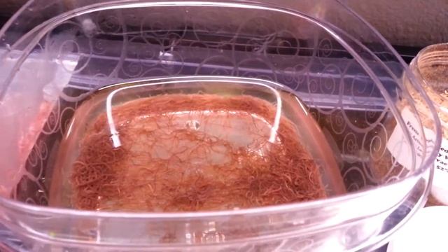 Apisto Talk #3 - Food