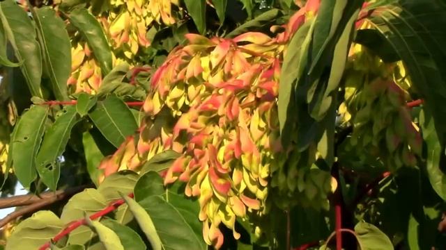 Marchfeldkanal II - vom "Baum des Jahres" zum Biber