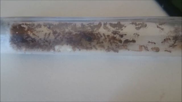 pheidole cf  indica update #6