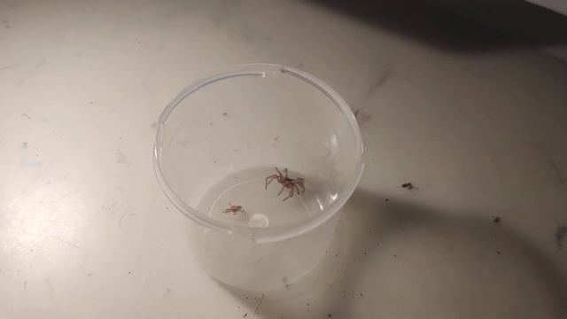 Pajączki Tymona #5 - wylinka Pterinopelma Sazimai