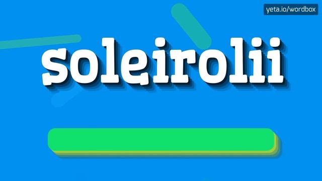 SOLEIROLII - HOW TO PRONOUNCE IT!?