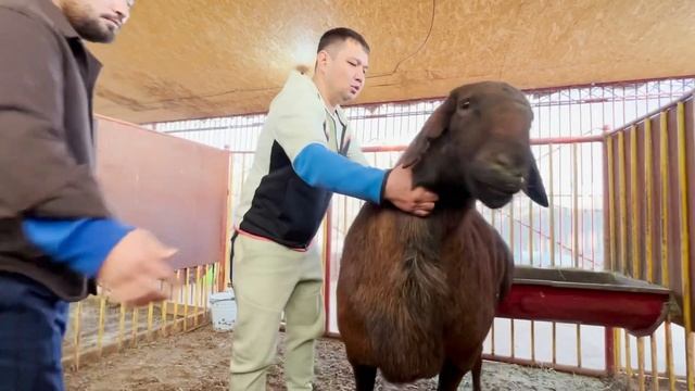Куаныш Мыктыбаев. Каштан!