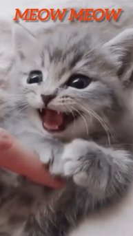 Meow Meow 🐰🐰 || Cute Small Baby Cat Sound #shorts #ytviral #cat #catlover #funny #shortsfeed