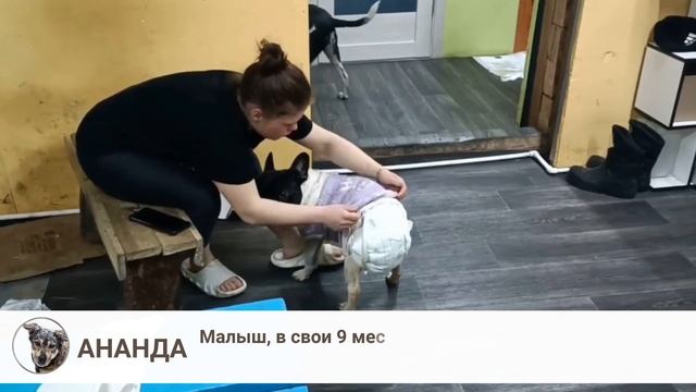 Породистый Симба оказался не нужен