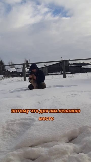 Любителям собак посвящается