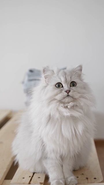 A persian white cat - Персидская белая кошка