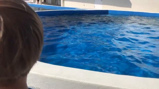 Logan's Learning Time 2018 Marine Land Dolphin Tank