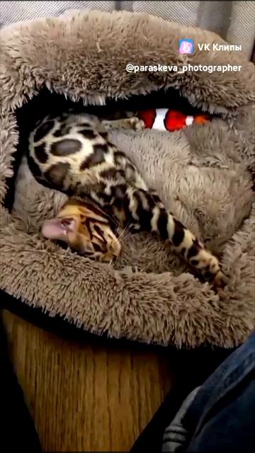 VID_20250420_085007  бенгальские котята, бенгальские кошки ,бенгальский кот
